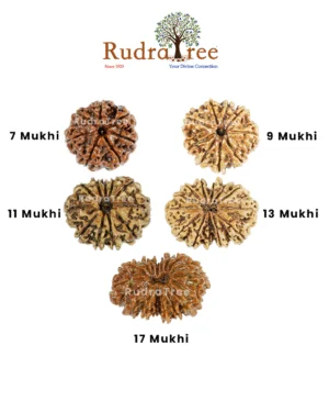 Original Rudraksha store Bannerghatta Road