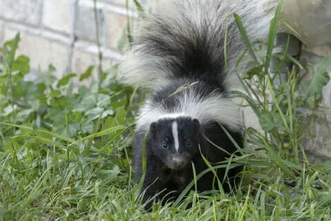 skunk problem in Virginia