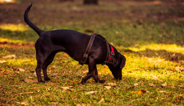 Body Leashes for Dogs