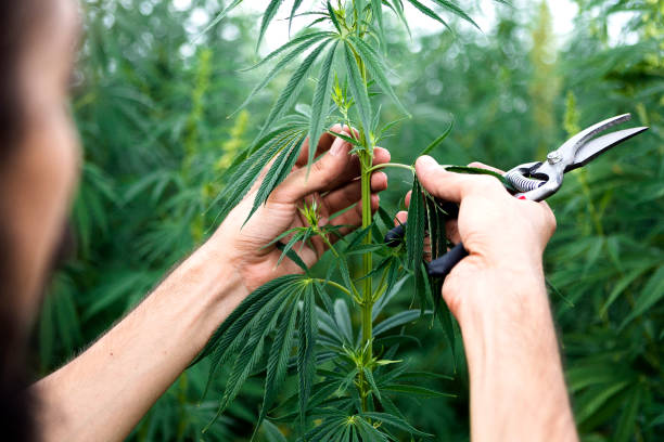 same-day cannabis delivery Toronto