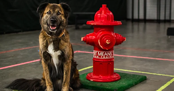 dog training Huntsville 