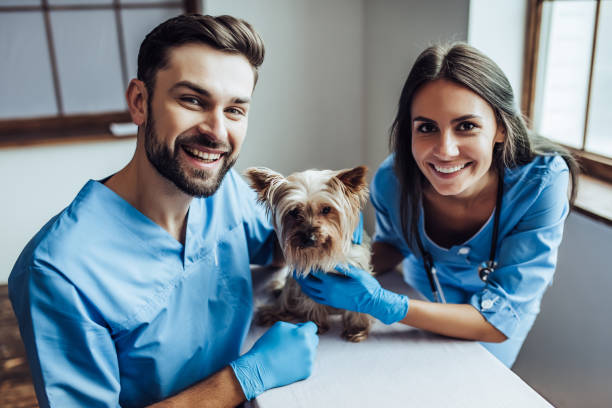 pet emergency