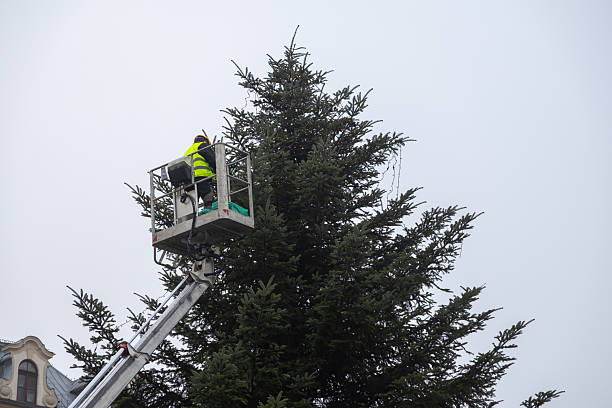 tree trimming service near me