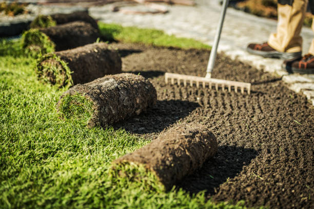 St. Catharines sod installation service